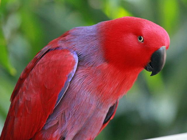 Eclectus Parrot