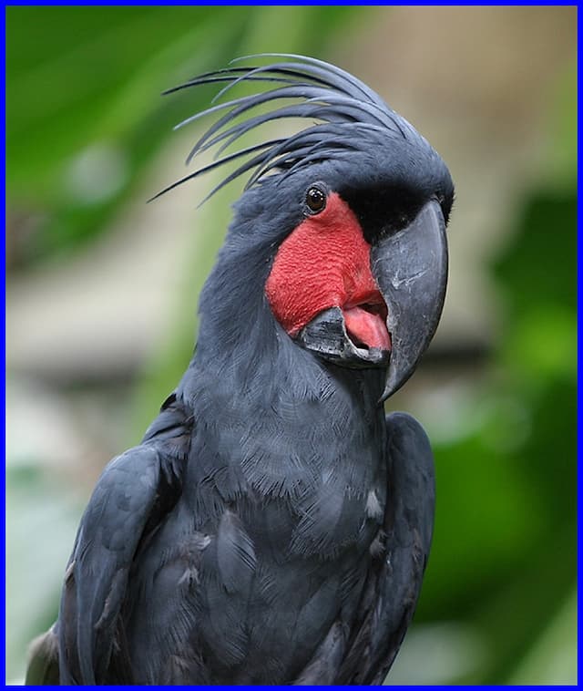 Black Palm Cockatoo