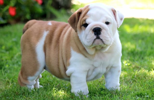 english-bulldog