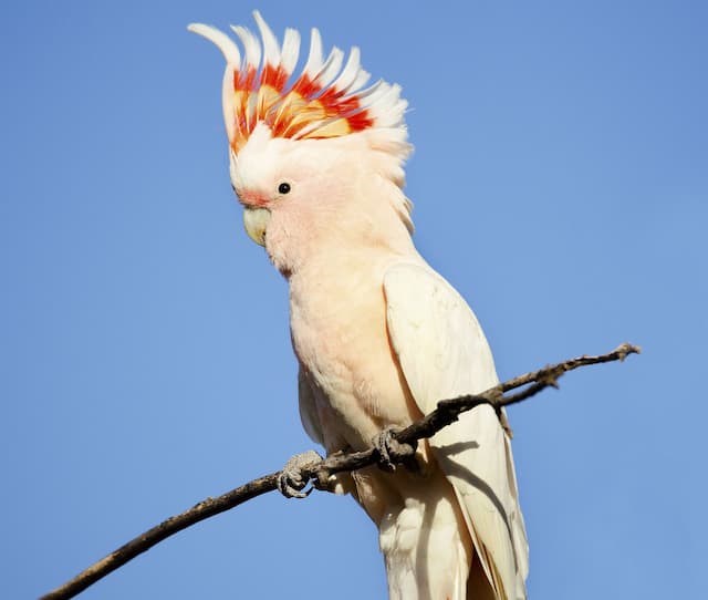 Major Mitchell’s Cockatoo