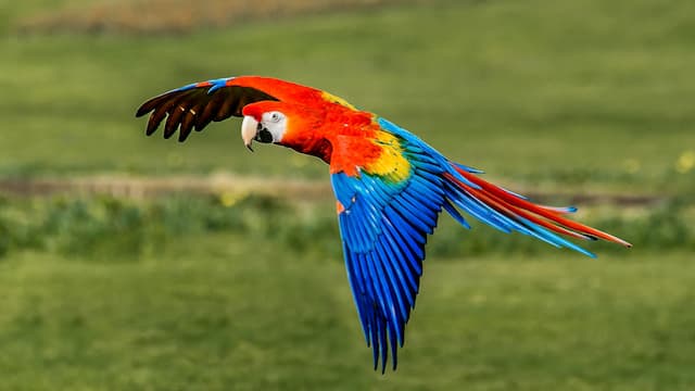 Scarlet Macaw