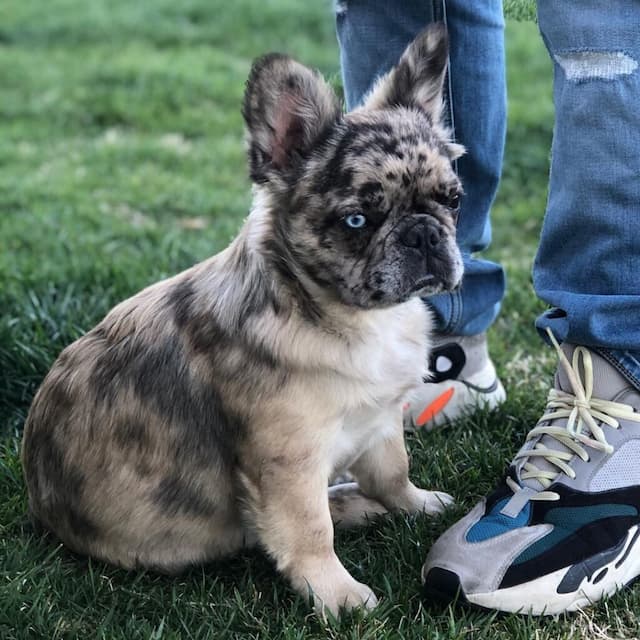French Bulldog (Exotic Colors)