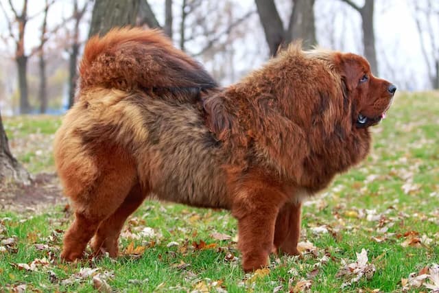 Tibetan Mastiff